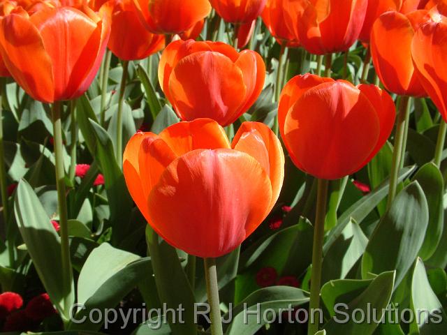 Tulips orange_2